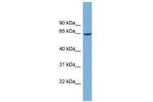 WB Suggested Anti-RACGAP1  Antibody Titration: 0. (RACGAP1 anticorps  (N-Term))