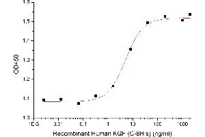 Fibroblast Growth Factor 7 (FGF7) protein (His tag)