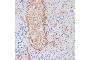 Immunohistochemistry of paraffin-embedded rat pancreas using DLL1 antibody (ABIN7266726) at dilution of 1:100 (40x lens).