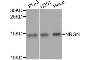 Western blot analysis of extracts of various cells, using NRGN antibody. (Neurogranin anticorps)