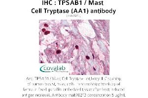 Image no. 1 for anti-Tryptase alpha/beta 1 (TPSAB1) antibody (ABIN1723155) (TPSAB1 anticorps)