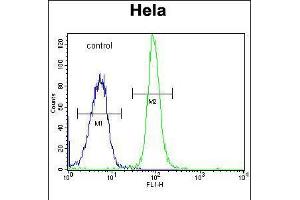 Flow cytometric analysis of Hela cells (right histogram) compared to a negative control cell (left histogram). (DONSON anticorps  (AA 368-398))