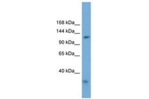 Image no. 1 for anti-Replication Factor C (Activator 1) 1, 145kDa (RFC1) (AA 935-984) antibody (ABIN6745691) (RFC1 anticorps  (AA 935-984))