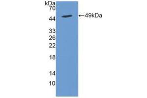 Figure. (Cytohesin 2 anticorps  (AA 1-390))