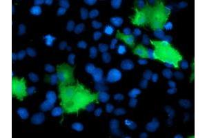 Immunofluorescence (IF) image for anti-DOK2 (DOK2) antibody (ABIN1497881) (DOK2 anticorps)