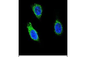 Confocal immunofluorescent analysis of RNH1 Antibody (C-term) (ABIN656371 and ABIN2845666) with 293 cell followed by Alexa Fluor 488-conjugated goat anti-rabbit lgG (green). (RNH1 anticorps  (C-Term))