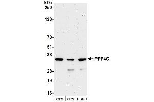 Western Blotting (WB) image for anti-Protein Phosphatase 4, Catalytic Subunit (PPP4C) (AA 1-50) antibody (ABIN7454679)