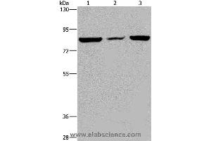 Western blot analysis of A549 cell, mouse heart tissue and Hela cell, using LEPREL2 Polyclonal Antibody at dilution of 1:300 (LEPREL2 anticorps)