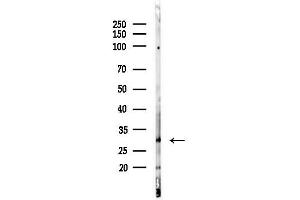 anti-Immune Receptor Expressed On Myeloid Cells 1 (IREM1) (Internal Region) antibody