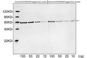Western blot analysis of DYKDDDDK tagged fusion proteins expressed in E. (DYKDDDDK Tag anticorps)