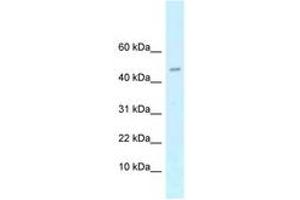 Image no. 1 for anti-cAMP-Regulated phosphoprotein, 21kDa (ARPP21) (AA 21-70) antibody (ABIN6747572) (ARPP21 anticorps  (AA 21-70))