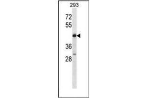 Western blot analysis of POU4F2 Antibody