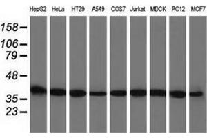 Western blot analysis of extracts (35 µg) from 9 different cell lines by using anti-BSG monoclonal antibody.