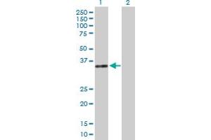 Western Blot analysis of DNASE1 expression in transfected 293T cell line by DNASE1 MaxPab polyclonal antibody. (DNASE1 anticorps  (AA 1-282))