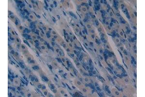 DAB staining on IHC-P; Samples: Mouse Stomach Tissue (aHSP anticorps  (AA 2-102))