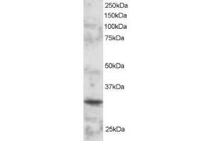 ABIN184851 staining (2µg/ml) of mouse spleen lysate (RIPA buffer, 30µg total protein per lane). (POU2AF1 anticorps  (C-Term))