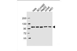 All lanes : Anti-SFPQ Antibody (C-term) at 1:2000 dilution Lane 1: Hela whole cell lysate Lane 2: NCI- whole cell lysate Lane 3: HepG2 whole cell lysate Lane 4: Jurkat whole cell lysate Lane 5: A431 whole cell lysate Lysates/proteins at 20 μg per lane. (SFPQ anticorps  (C-Term))