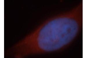 Immunofluorescence (IF) image for anti-Hepatic and Glial Cell Adhesion Molecule (HEPACAM) antibody (ABIN2932707) (HEPACAM anticorps)