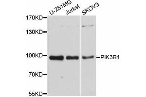 Western blot analysis of extracts of various cell lines, using PIK3R1 antibody. (PIK3R1 anticorps)