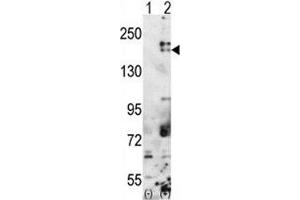 Western blot analysis of SETDB1 antibody and 293 cell lysate either nontransfected (Lane 1) or transiently transfected with the SETDB1 gene (2). (SETDB1 anticorps  (AA 1193-1225))