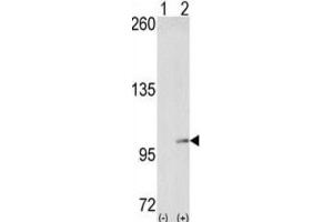 Western Blotting (WB) image for anti-EPH Receptor A4 (EPHA4) antibody (ABIN3003330) (EPH Receptor A4 anticorps)