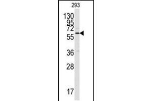 Western blot analysis of anti-CAMK2 alpha C-term Pab in 293 cell lysate. (CAMK2A anticorps  (C-Term))