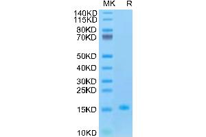 Human GDF15 Protein on Tris-Bis PAGE under reduced condition.