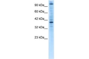 Western Blotting (WB) image for anti-Zinc Finger Protein 624 (ZNF624) antibody (ABIN2460621) (ZNF624 anticorps)
