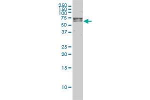 FANCG monoclonal antibody (M01), clone 2C8 Western Blot analysis of FANCG expression in Hela S3 NE . (FANCG anticorps  (AA 1-622))