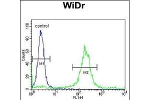 AD Antibody (Center) (ABIN653772 and ABIN2843064) flow cytometric analysis of WiDr cells (right histogram) compared to a negative control cell (left histogram). (ADAM19 anticorps  (AA 207-236))