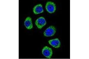 Confocal immunofluorescent analysis of PCDHB3 Antibody (N-term) Cat. (PCDHB3 anticorps  (N-Term))