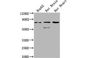 Western Blot Positive WB detected in: HepG2 whole cell lysate, Rat Brain tissue, Rat Heart tissue All lanes: SLC1A7 antibody at 1:2000 Secondary Goat polyclonal to rabbit IgG at 1/50000 dilution Predicted band size: 61, 18 kDa Observed band size: 75 kDa