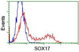 Image no. 2 for anti-SRY (Sex Determining Region Y)-Box 17 (SOX17) (AA 177-414) antibody (ABIN1491029) (SOX17 anticorps  (AA 177-414))