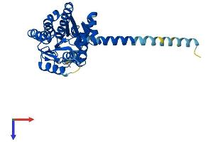 AlphaFold protein structure predicition of Mouse Recombinant Dhrs7b Protein, UniprotID Q99J47