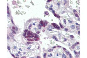 Anti-MORF4L1 / MRG15 antibody IHC of human placenta. (MORF4L1 anticorps  (AA 2-14))