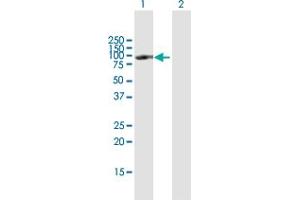 anti-POU Domain, Class 2, Transcription Factor 1 (POU2F1) (AA 1-743) antibody