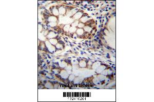 GPSM1 Antibody immunohistochemistry analysis in formalin fixed and paraffin embedded human rectum tissue followed by peroxidase conjugation of the secondary antibody and DAB staining. (GPSM1 anticorps  (AA 439-468))