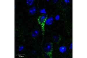 Immunofluorescence (IF) image for anti-Claudin 4 (CLDN4) (C-Term) antibody (ABIN2156608) (Claudin 4 anticorps  (C-Term))