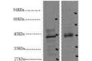 Western Blot analysis of 1) 293T, 2) Mouse heart using CDX2 Monoclonal Antibody at dilution of 1:2000. (CDX2 anticorps)