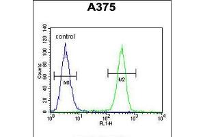 Flow cytometric analysis of A375 cells (right histogram) compared to a negative control cell (left histogram). (ACTR2 anticorps  (AA 191-219))