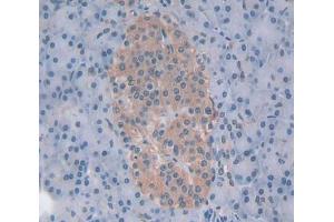 Figure. (Elastase 4 anticorps  (AA 30-268))