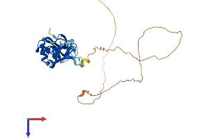AlphaFold protein structure predicition of Human Recombinant HNRNPA0 Protein, UniprotID Q13151
