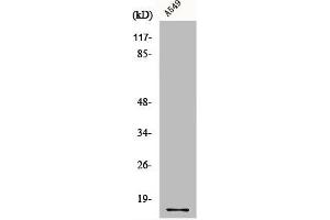 Western Blot analysis of A549 cells using COX4 Polyclonal Antibody (COX IV anticorps  (N-Term))