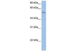 FAM20C antibody used at 1 ug/ml to detect target protein. (FAM20C anticorps  (Middle Region))