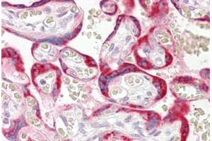 Image no. 2 for anti-Mitochondrially Encoded Cytochrome B (MT-CYB) (N-Term) antibody (ABIN6749746) (Cytochrome b anticorps  (N-Term))