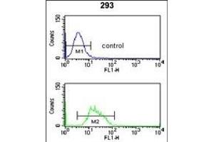 RFC3 Antibody (C-term) (ABIN650750 and ABIN2839479) flow cytometry analysis of 293 cells (bottom histogram) compared to a negative control cell (top histogram).