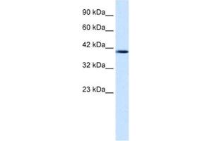 Western Blotting (WB) image for anti-Nucleobindin 2 (NUCB2) antibody (ABIN2461368) (NUCB2 anticorps)