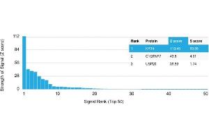 Analysis of Protein Array containing more than 19,000 full-length human proteins using Cytokeratin 4 Mouse Monoclonal Antibody (KRT4/2804).