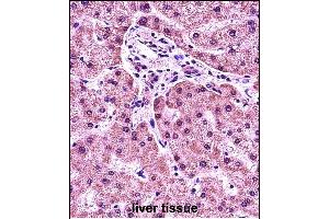 HIST1H1E Antibody (N-term) (ABIN657633 and ABIN2846629) immunohistochemistry analysis in formalin fixed and paraffin embedded human liver tissue followed by peroxidase conjugation of the secondary antibody and DAB staining.