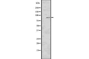 Western blot analysis of Phospho-RSK2 (Tyr529) using HT-29 whole cell lysates